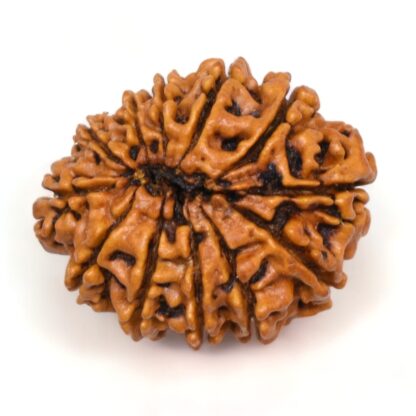 12-Mukhi-Rudraksha-Nepal-Collector-20-Back