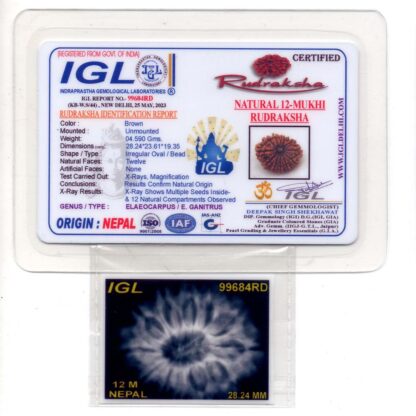 12-Mukhi-Rudraksha-Nepal-Collector-20-Certificate