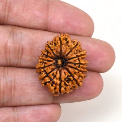 12-Mukhi-Rudraksha-Nepal-Collector-20-Hand
