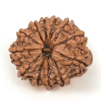 12-Mukhi-Rudraksha-Nepal-Collector-21