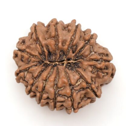 12-Mukhi-Rudraksha-Nepal-Collector-21-Back