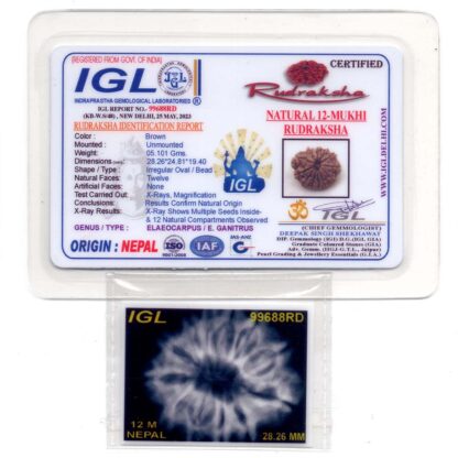 12-Mukhi-Rudraksha-Nepal-Collector-21-Certificate