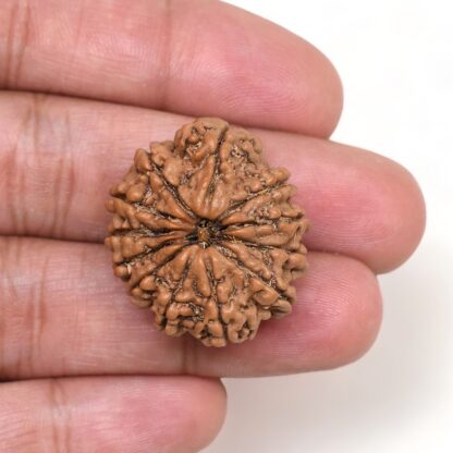 12-Mukhi-Rudraksha-Nepal-Collector-21-Hand