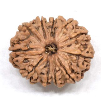 12-Mukhi-Rudraksha-Nepal-Collector-22