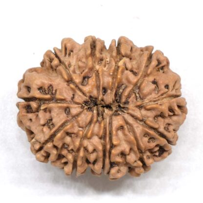 12-Mukhi-Rudraksha-Nepal-Collector-22-Back