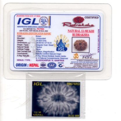 12-Mukhi-Rudraksha-Nepal-Collector-22-Certificate