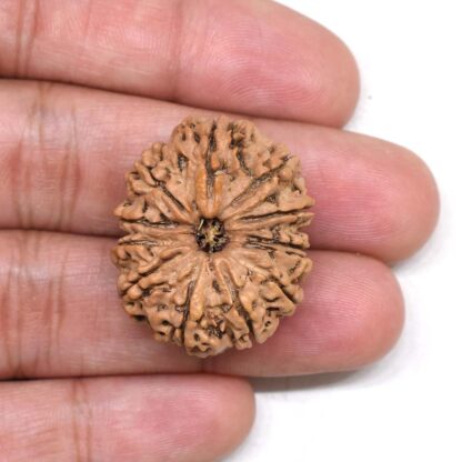 12-Mukhi-Rudraksha-Nepal-Collector-22-Hand