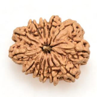 12-Mukhi-Rudraksha-Nepal-Collector-23