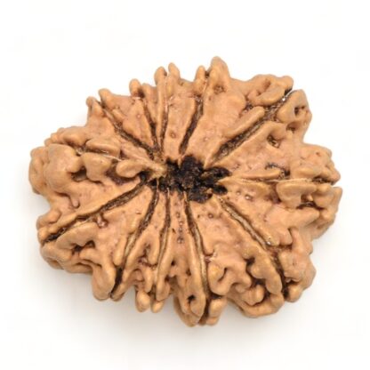 12-Mukhi-Rudraksha-Nepal-Collector-23-Back
