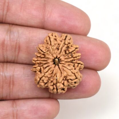 12-Mukhi-Rudraksha-Nepal-Collector-23-Hand
