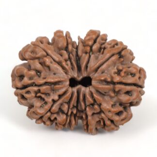 12-Mukhi-Rudraksha-Nepal-Collector-24