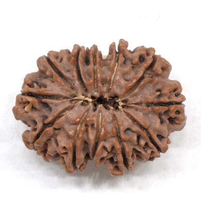 12-Mukhi-Rudraksha-Nepal-Collector-24-Back