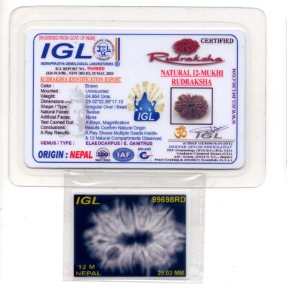 12-Mukhi-Rudraksha-Nepal-Collector-24-Certificate