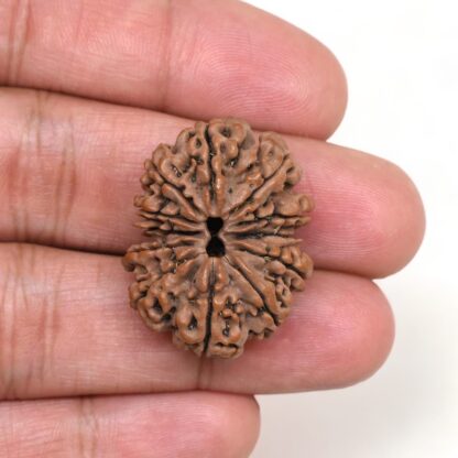 12-Mukhi-Rudraksha-Nepal-Collector-24-Hand