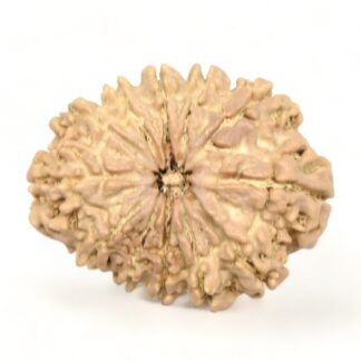 12-Mukhi-Rudraksha-Nepal-Collector-25