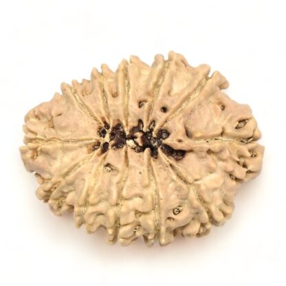 12-Mukhi-Rudraksha-Nepal-Collector-25-Back