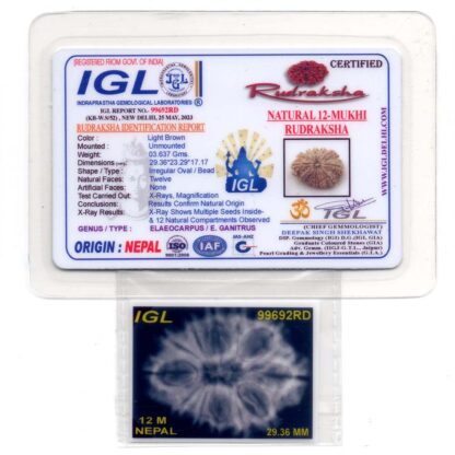 12-Mukhi-Rudraksha-Nepal-Collector-25-Certificate