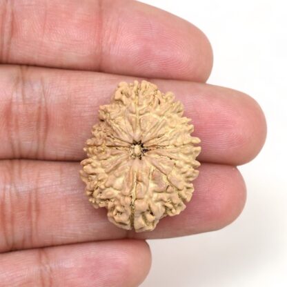 12-Mukhi-Rudraksha-Nepal-Collector-25-Hand