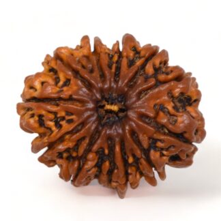 12-Mukhi-Rudraksha-Nepal-Collector-26