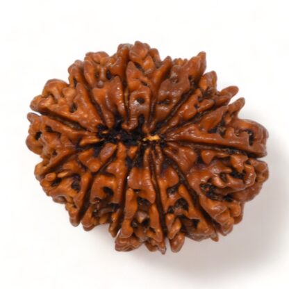12-Mukhi-Rudraksha-Nepal-Collector-26-Back