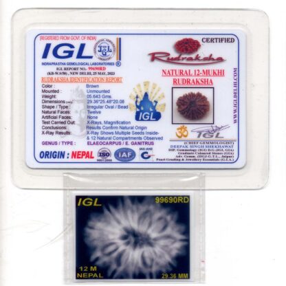 12-Mukhi-Rudraksha-Nepal-Collector-26-Certificate