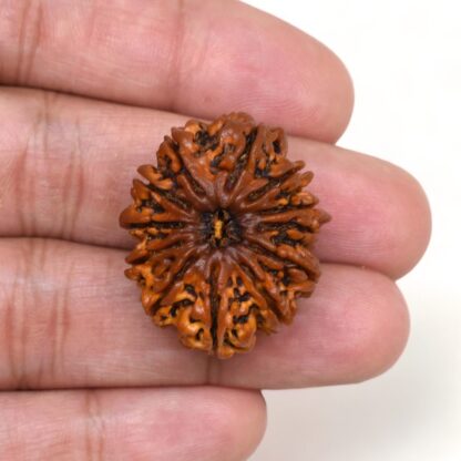 12-Mukhi-Rudraksha-Nepal-Collector-26-Hand