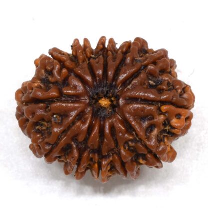 12-Mukhi-Rudraksha-Nepal-Collector-27