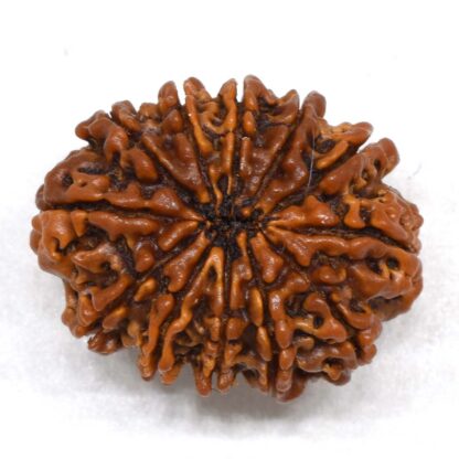 12-Mukhi-Rudraksha-Nepal-Collector-27-Back