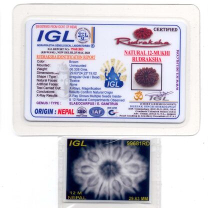 12-Mukhi-Rudraksha-Nepal-Collector-27-Certificate