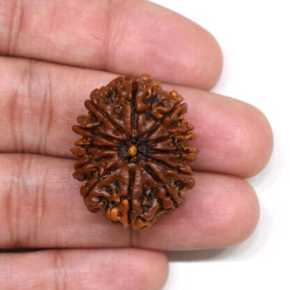 12-Mukhi-Rudraksha-Nepal-Collector-27-Hand