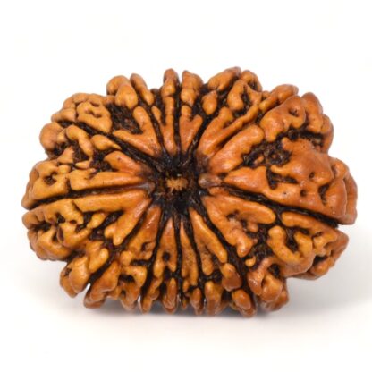 12-Mukhi-Rudraksha-Nepal-Collector-28