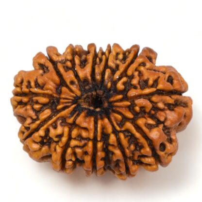 12-Mukhi-Rudraksha-Nepal-Collector-28-Back