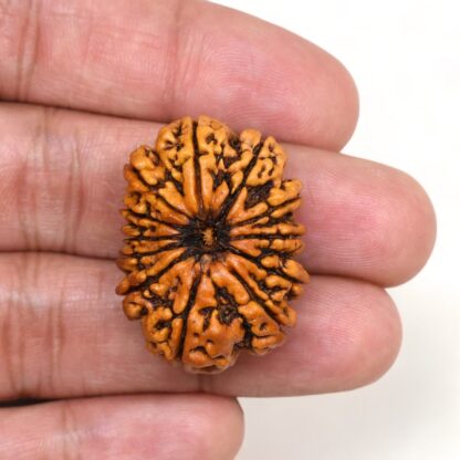 12-Mukhi-Rudraksha-Nepal-Collector-28-Hand