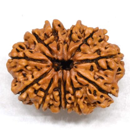 12-Mukhi-Rudraksha-Nepal-Collector-29