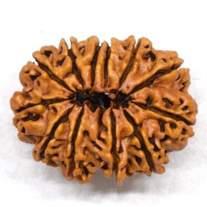 12-Mukhi-Rudraksha-Nepal-Collector-29-Back