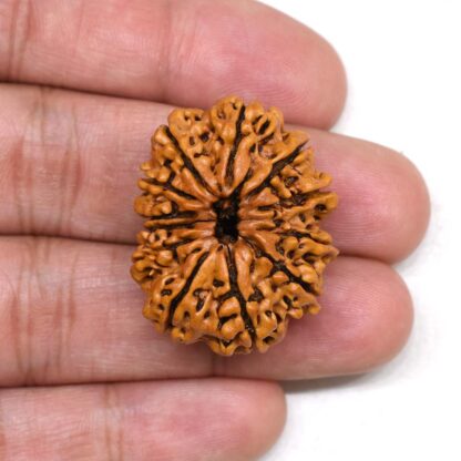 12-Mukhi-Rudraksha-Nepal-Collector-29-Hand