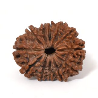 12-Mukhi-Rudraksha-Nepal-Premium-1