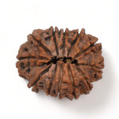 12-Mukhi-Rudraksha-Nepal-Premium-1-Back