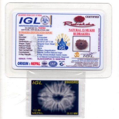 12-Mukhi-Rudraksha-Nepal-Premium-1-Certificate