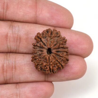 12-Mukhi-Rudraksha-Nepal-Premium-1-Hand