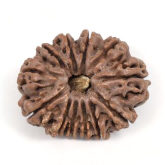 12-Mukhi-Rudraksha-Nepal-Premium-10