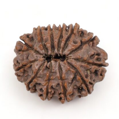 12-Mukhi-Rudraksha-Nepal-Premium-10-Back