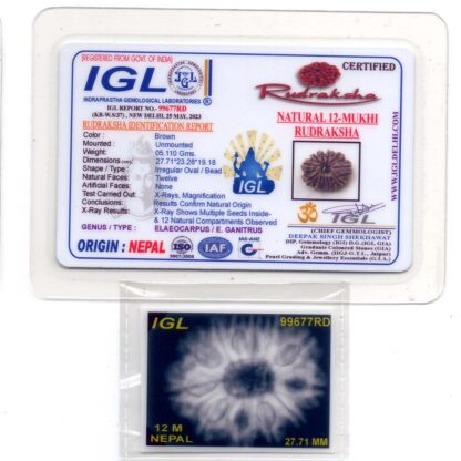 12-Mukhi-Rudraksha-Nepal-Premium-10-Certificate