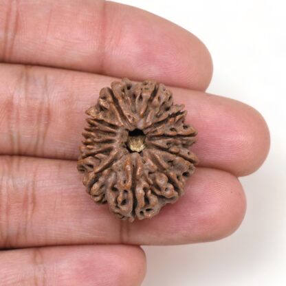 12-Mukhi-Rudraksha-Nepal-Premium-10-Hand