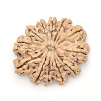 12-Mukhi-Rudraksha-Nepal-Premium-11