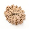 12-Mukhi-Rudraksha-Nepal-Premium-11-Back