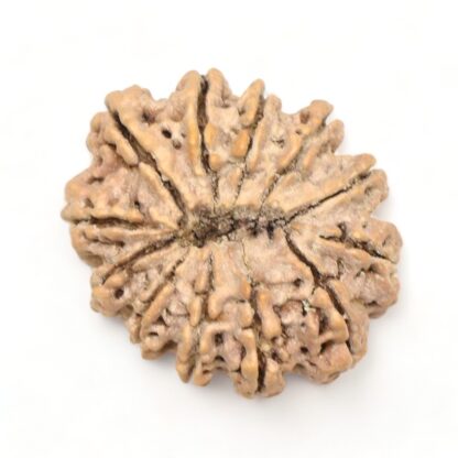 12-Mukhi-Rudraksha-Nepal-Premium-11-Back