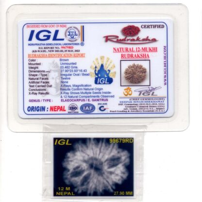 12-Mukhi-Rudraksha-Nepal-Premium-11-Certificate