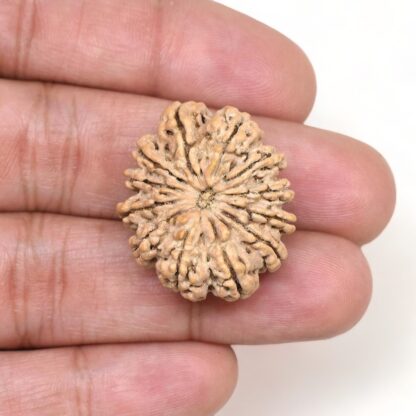 12-Mukhi-Rudraksha-Nepal-Premium-11-Hand
