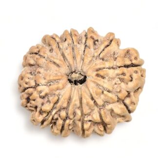 12-Mukhi-Rudraksha-Nepal-Premium-12